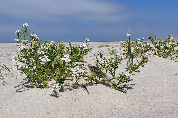 Foto van 5 persoons vakantie huis in Henne - Vakantiehuis in Henne - Untagged