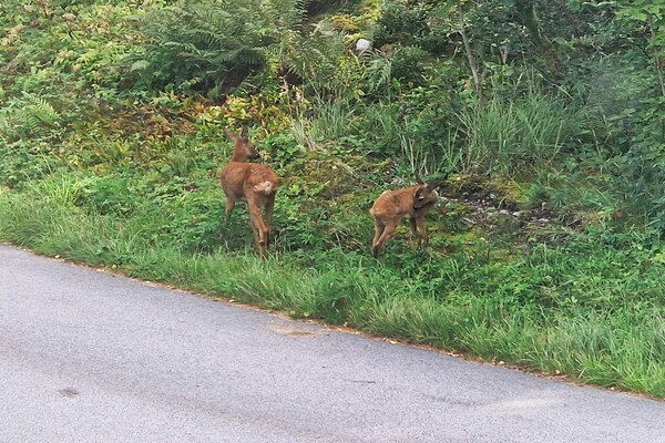 Foto van 5 persoons vakantie huis in BILLINGFORS-By Traum - Vakantiehuis in BILLINGFORS - Untagged