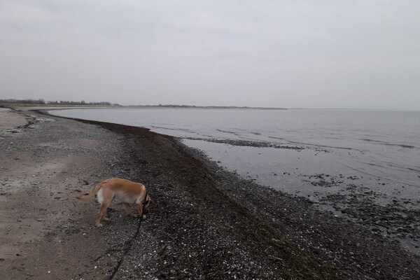Foto van 8 persoons vakantie huis in Rødby-By Traum - Vakantiehuis in Rødby - WaterView