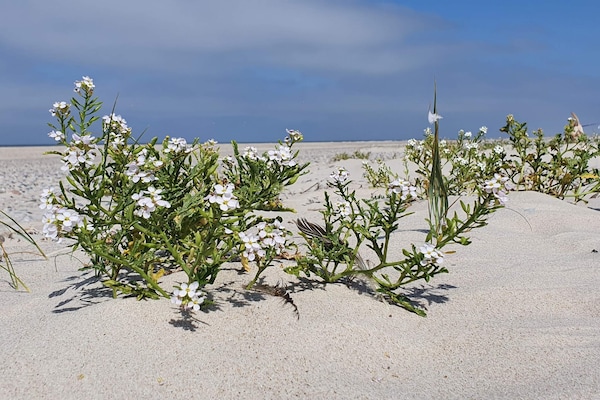 Foto van 8 persoons vakantie huis in Nørre Nebel-By Traum - Vakantiehuis in Nørre Nebel - Untagged