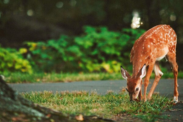 Foto van 3 persoons vakantie huis in GRANGÄRDE-By Traum - Vakantiehuis in GRANGÄRDE - Untagged