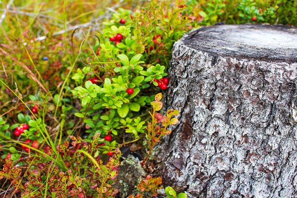 Foto van 3 persoons vakantie huis in GRANGÄRDE-By Traum - Vakantiehuis in GRANGÄRDE - Untagged