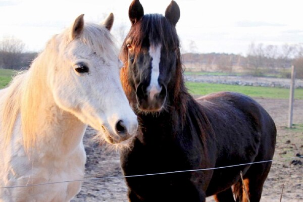 Foto van 4 persoons vakantie huis in Køpingsvik-By Traum - Vakantiehuis in Køpingsvik - Untagged