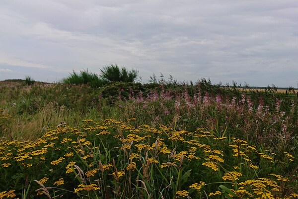 Foto van 8 persoons vakantie huis in Skjern-By Traum - Vakantiehuis in Skjern - Untagged