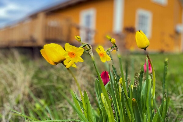Foto van 4 sterren vakantie huis in HALTORP - Vakantiehuis in HALTORP - Outdoor