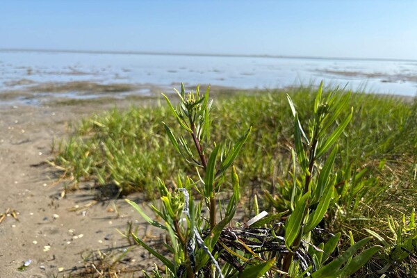 Foto van Rustige oase met zwembad -- By Traum Ferienwohnungen - WaterView
