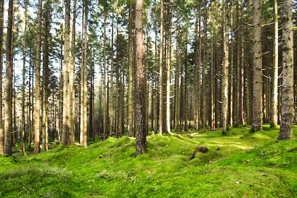 Foto van 4 persoons vakantie huis in BORÅS - Vakantiehuis in BORÅS - Untagged