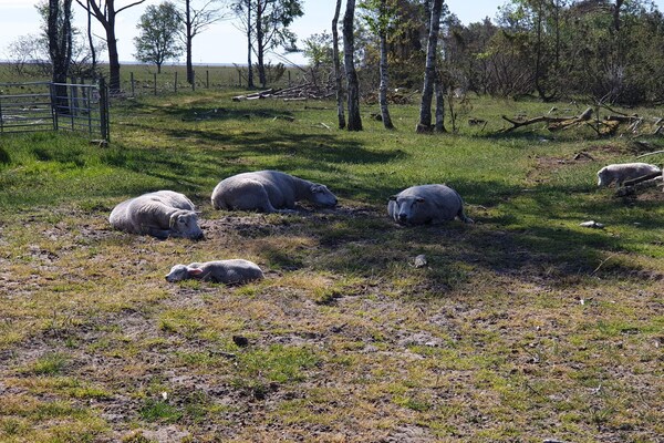 Foto van Gezellig huisje nabij Mariager -- By Traum Ferienwohnungen - Untagged