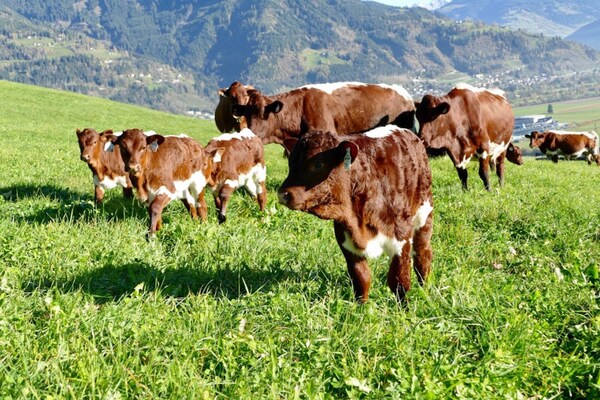 Foto van Appartement Kitzsteinhorn - direct aan de skipiste - AreaSummer5KM