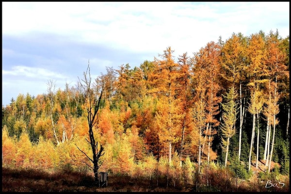 Foto van Houffalize Boszicht Villa - Vakantiehuis in Wibrin - AreaSummer20KM