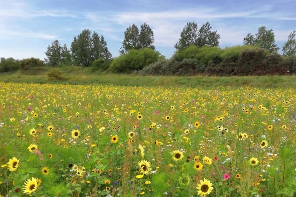 Foto van Verblijf in de natuur, Turnhout - Vakantiehuis in Turnhout - AreaSummer20KM