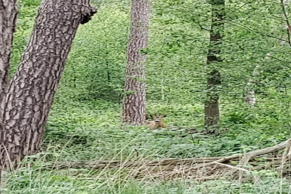 Foto van Verblijf in de natuur, Turnhout - Vakantiehuis in Turnhout - AreaSummer20KM