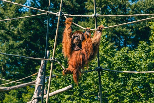 Foto van Antwerp Natuurretraite voor 4 personen - Vakantiehuis in Mol - AreaSummer1KM