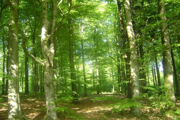 Foto van Familievilla in Ferrières - Vakantiehuis in Ferrieres - AreaSummer20KM