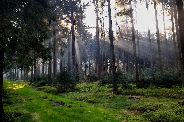 Foto van Vakantiehuis in Bullange met sauna - Vakantiehuis in Bullingen - AreaSummer1KM
