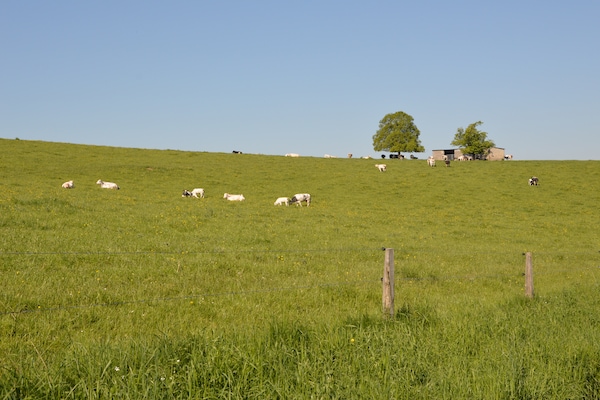 Foto van Stenen huis in Durbuy met sauna en tuinzicht - Vakantiehuis in Bonsin - AreaSummer5KM