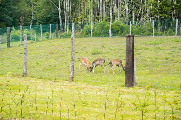 Foto van Afgelegen chalet in Rogery - Vakantiehuis in Rogery - ParkFacilities