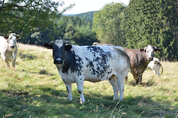 Foto van Natuuruitje in Martelange - Vakantiehuis in Martelange (radelange) - Ambiance