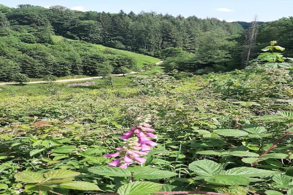 Foto van Bungalow in Virton bij Vallée de Rabais Meer - Vakantiehuis in Virton - AreaSummer20KM