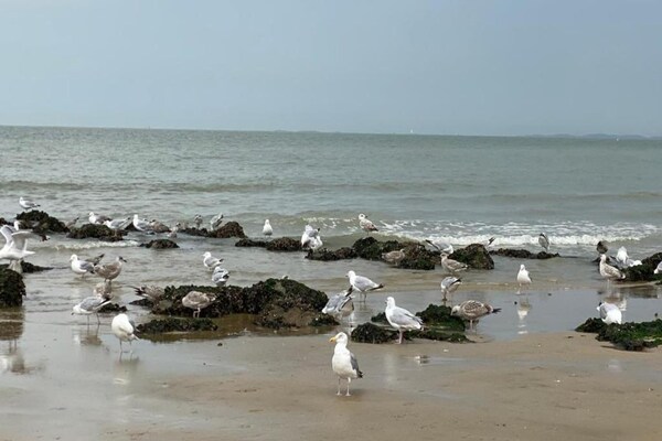 Foto van Modern kustverblijf in Knokke-Heist - Vakantiehuis in KNOKKE-HEIST - AreaSummer1KM