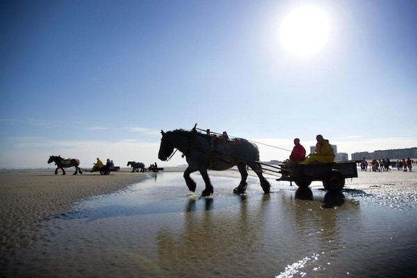 Foto van Appartement in Nieuwpoort met toegang tot zwembad - Vakantiehuis in Nieuwpoort - AreaSummer20KM