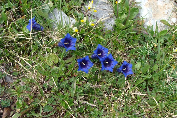 Foto van Natuurontsnapping in de Kandervallei - Vakantiehuis in Kandergrund - AreaSummer5KM