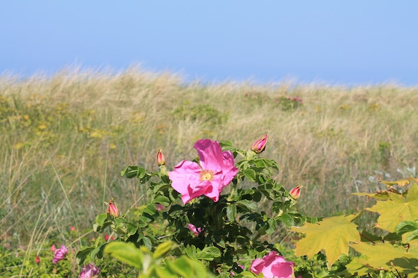 Foto van Bungalow Börgerende vlakbij strand en paardrijden - AreaSummer5KM