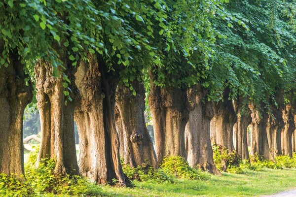 Foto van Bungalow Börgerende vlakbij strand en paardrijden - AreaSummer20KM