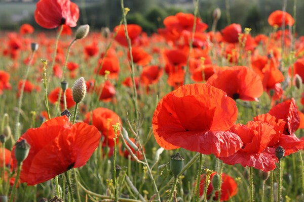 Foto van Bungalow Börgerende vlakbij strand en paardrijden - Ambiance