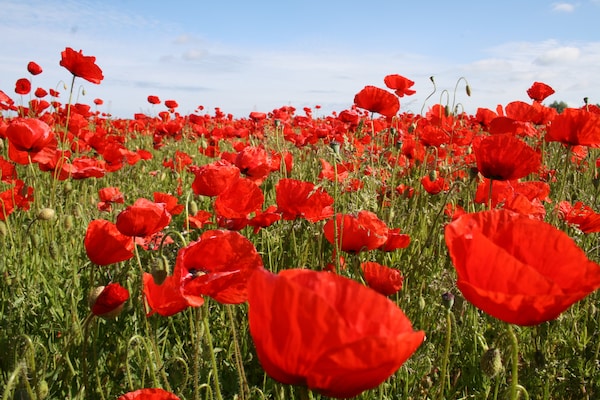 Foto van Vakantiekamers in Kröpelin - Vakantiehuis in Kröpelin/ OT Brusow - ViewSummer