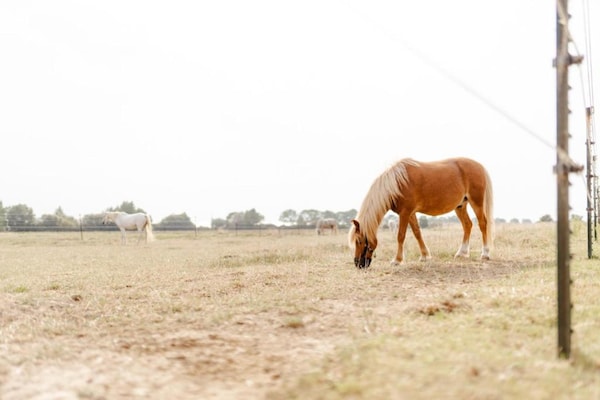 Foto van Gezinsvriendelijk verblijf, Oostzee - Vakantiehuis in Fehmarn OT Landkirchen - AreaSummer20KM