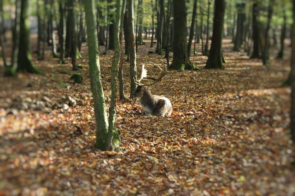 Foto van Gezellig huis in wandelgebied - Vakantiehuis in Großalmerode ot Trubenhausen - AreaSummer20KM
