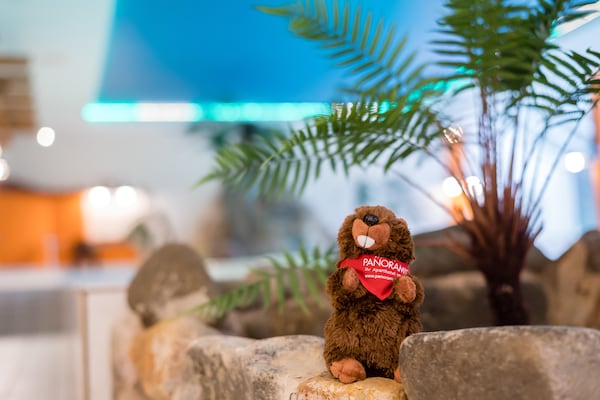 Foto van Appartement in het Panoramahotel Bad Lauterberg - Vakantiehuis in Bad Lauterberg - Pool