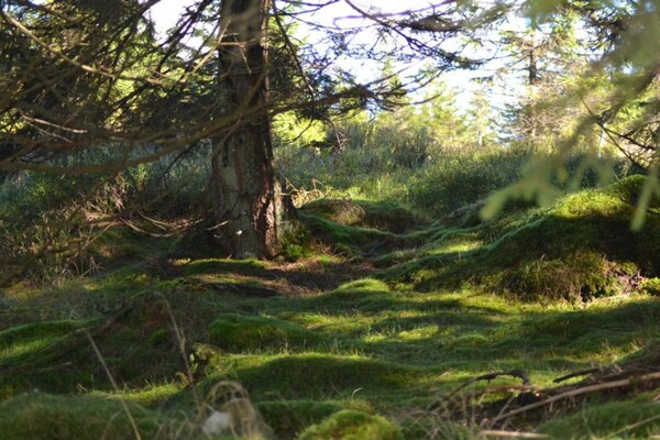 Foto van Wohnung in nahe Harzwald - Vakantiehuis in Wildemann - AreaSummer5KM