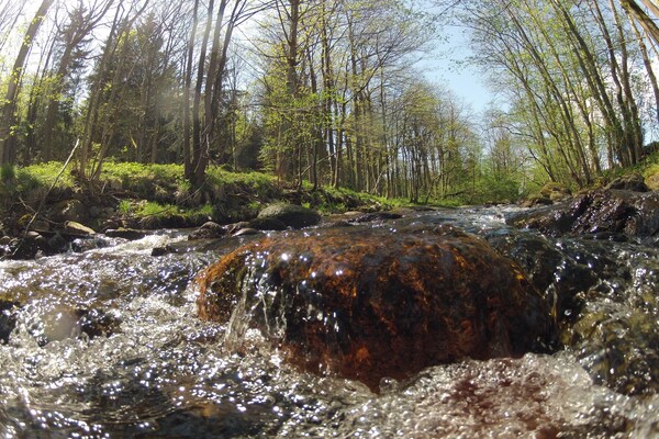 Foto van Halfvrijstaande woning in Hasselfelde - Vakantiehuis in Hasselfelde - AreaSummer5KM