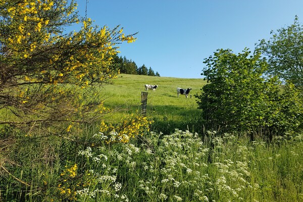 Foto van Auw Farm Life Escape - Vakantiehuis in Auw - AreaSummer5KM