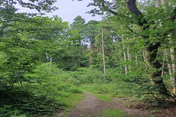 Foto van Chalet in Wendorf - Vakantiehuis in Wendorf - AreaSummer5KM