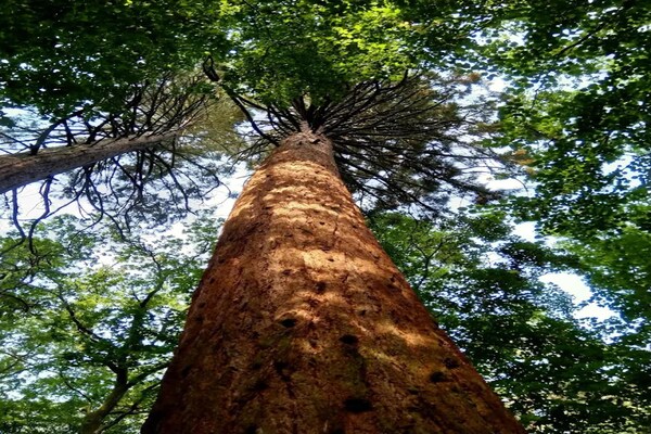 Foto van Chalet in Wendorf - Vakantiehuis in Wendorf - AreaSummer5KM