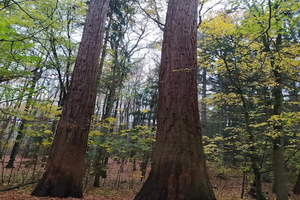 Foto van Chalet in Wendorf - Vakantiehuis in Wendorf - AreaSummer5KM
