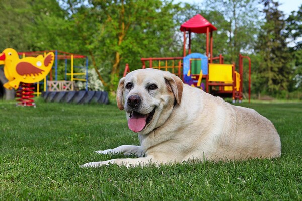 Foto van Vakantiehuizen aan het Kummerowermeer, Verchen - Vakantiehuis in Verchen - GardenSummer