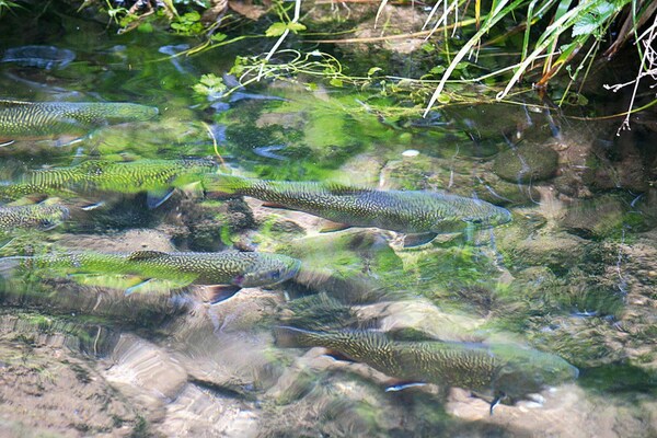Foto van Appartement in de Elzas met Natuurbeleving - Vakantiehuis in Dabo - Ambiance