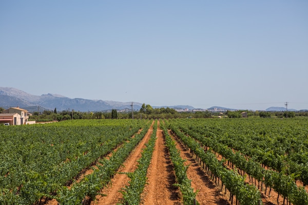 Foto van Villa in Binissalem met Zoutwaterzwembad - Vakantiehuis in Binissalem, Illes Balears - 