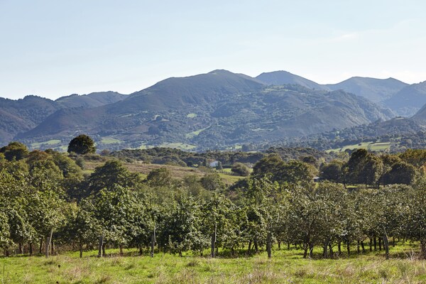 Foto van Gezellig huisje met zwembad en terras - Vakantiehuis in Nava - AreaSummer1KM