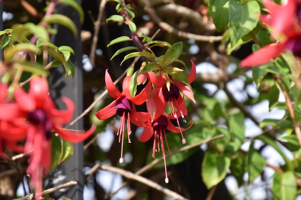 Foto van Gezellig huisje met zwembad en terras - Vakantiehuis in Nava - Ambiance