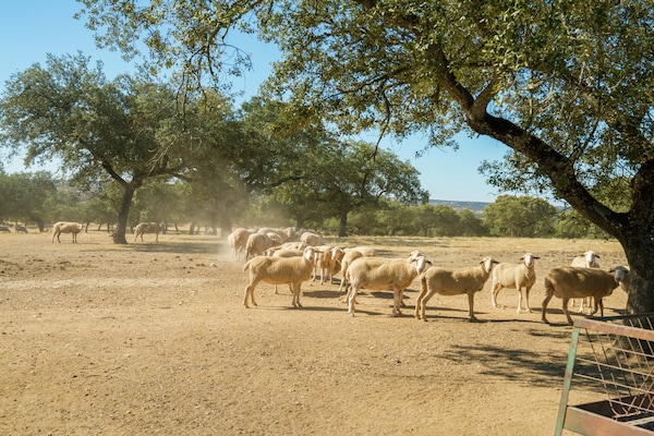 Foto van Vakantiehuis in Tajo-reservaat met zwembad - Vakantiehuis in Herrera de Alcántara - AreaSummer5KM