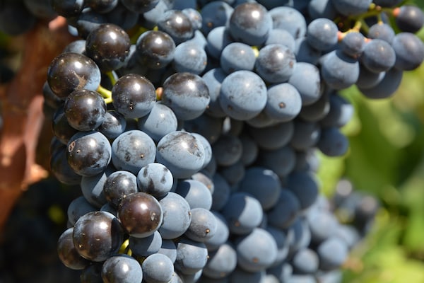 Foto van Villa in Malves bij Carcassonne Zwembad - Vakantiehuis in Malves en Minervois - Ambiance