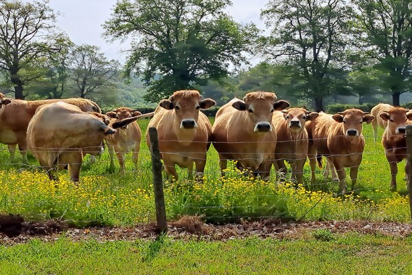 Foto van Comfortabel vakantiehuis met ruime tuin - Vakantiehuis in Vieure - GardenSummer