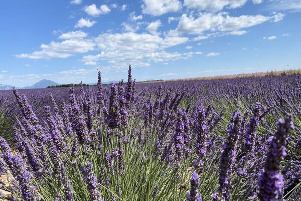 Foto van Appartementen voor 7 personen - Vakantiehuis in Brunet - 
