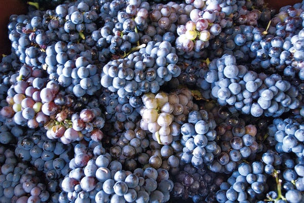 Foto van Vakantiehuis in Montbrun met Zwembad & Wijngaarden - Ambiance