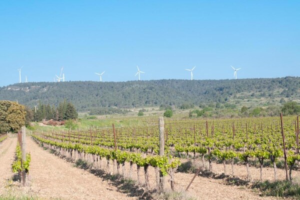Foto van Vakantiehuis in Montbrun met Zwembad & Wijngaarden - AreaSummer20KM